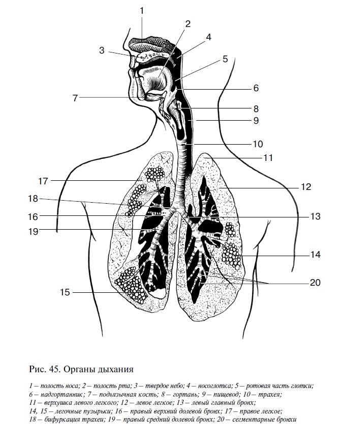 Соотнесите изображение органа дыхания с представителем класса. Строение системы органов дыхания. Схема строения органов дыхания человека. Рис. 1. строение дыхательной системы. Структура дыхательной системы схема.