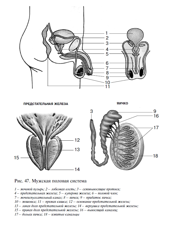 Органы половой системы мужчины. Схема строения репродуктивной системы. Мужская половая система схема. Строение мужской половой системы анатомия. Схема мужской половой системы анатомия.