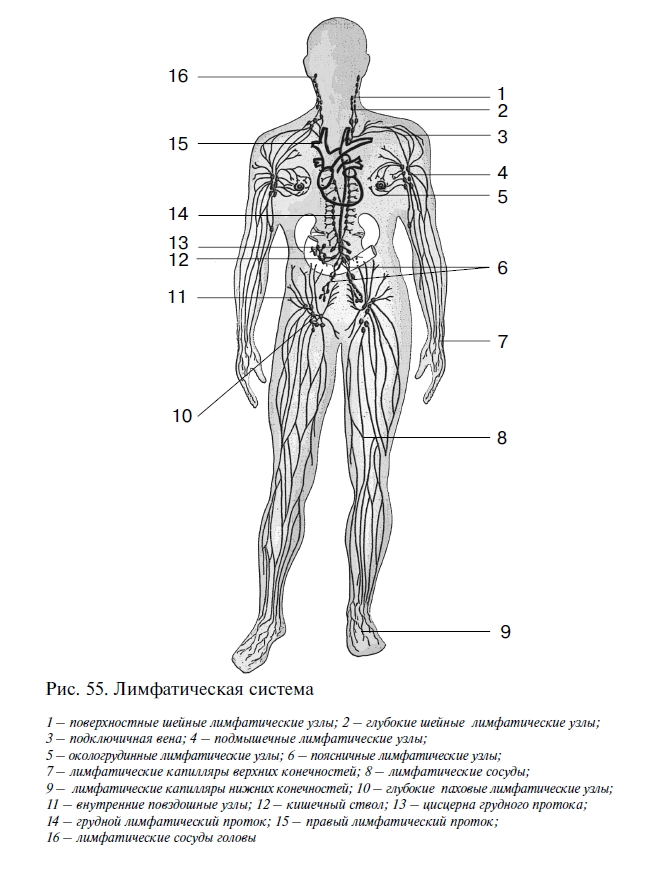 Лимфоузлы на теле женщины схема. Лимфатическая система человека схема анатомия. Схема строения лимфоидной системы человека. Лимфатическая система человека рис 61. Структура лимфатической системы схема.