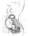 1 – печень; 2 – диафрагма; 3 – желудок; 4 – плацента; 5 – кишечник; 6 – пуповина;  7 – околоплодная жидкость; 8 – пупок; 9 – матка; 10 – прямая кишка; 11 – шейка матки; 12 – мочевой пузырь; 13 – лобок; 14 – влагалище; 15 – поясничные позвонки; 16 – крестец; 17 – копчик;  18 – потенциальная ширина родовых путей