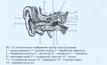 Рис. 12. Схематическое изображение органа слуха